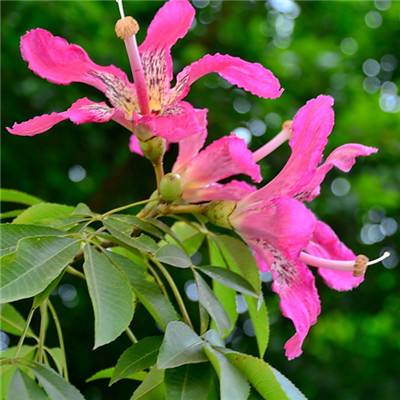 杏彩体育手机版